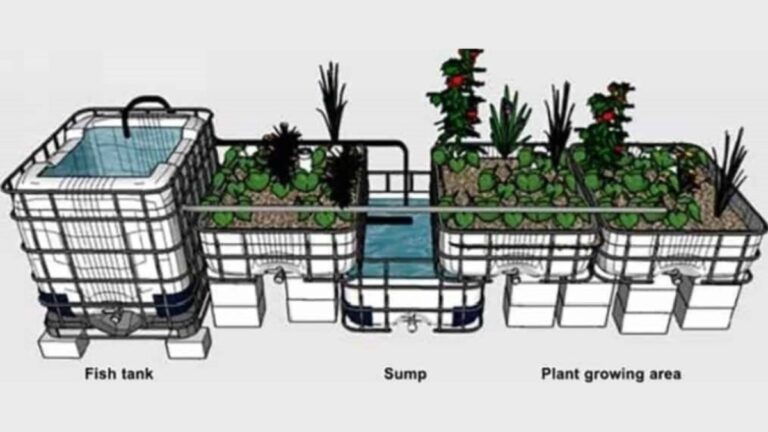 Aquaponics Fish Tank: How To Get The Right  And Perfect Design