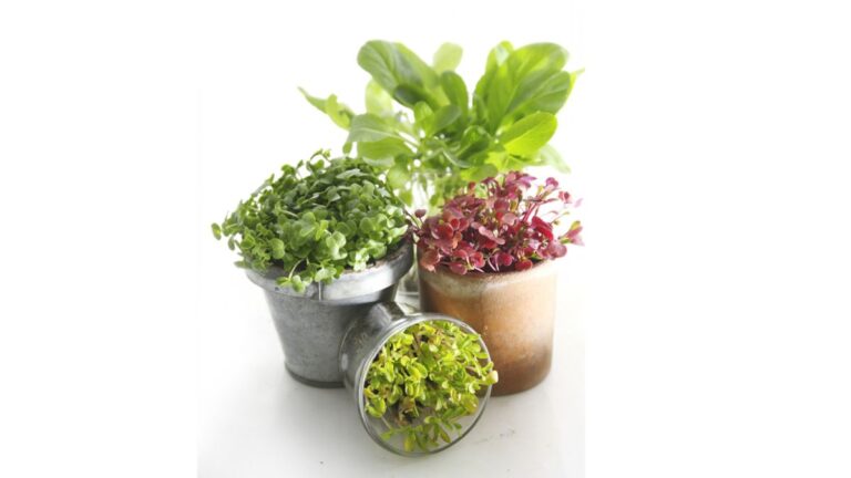 How To Grow Microgreens At Home: A Comprehensive Guide