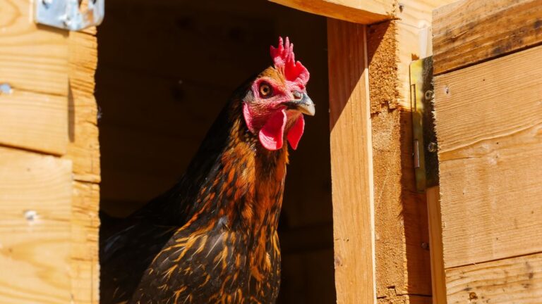 Frugal Fowl Haven: How to Make a Chicken Coop with Pallets