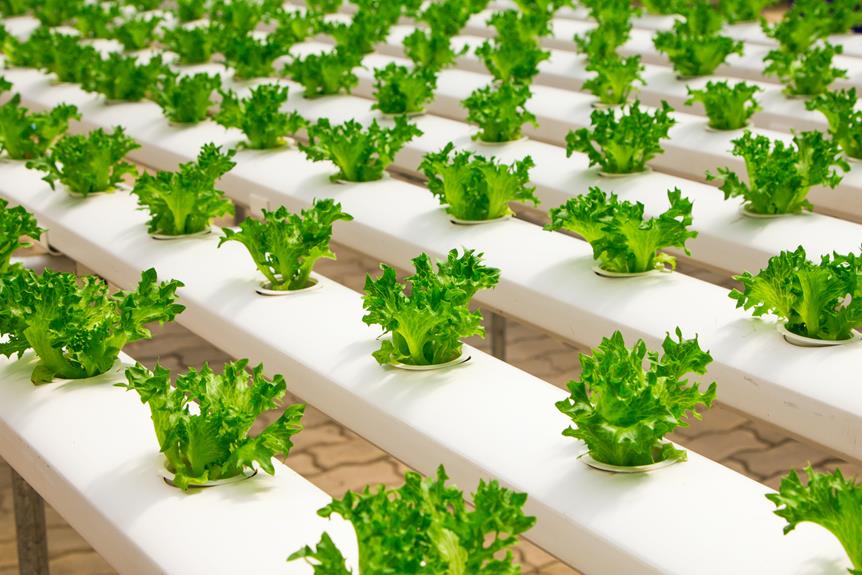 affordable hydroponic and aquaponic solutions