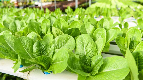 Green Thumb Made Easy: 5 Best Hydroponic Plants for Beginners