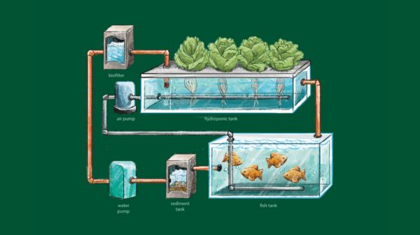 Beginner's Guide to DIY Hydroponics and Aquaponics Systems