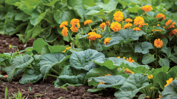 companion planting with zucchini