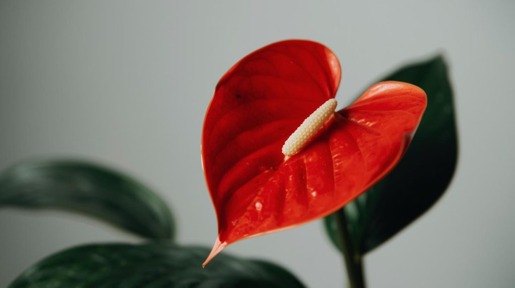 Anthurium plant radiating heart-healing energy during winter.