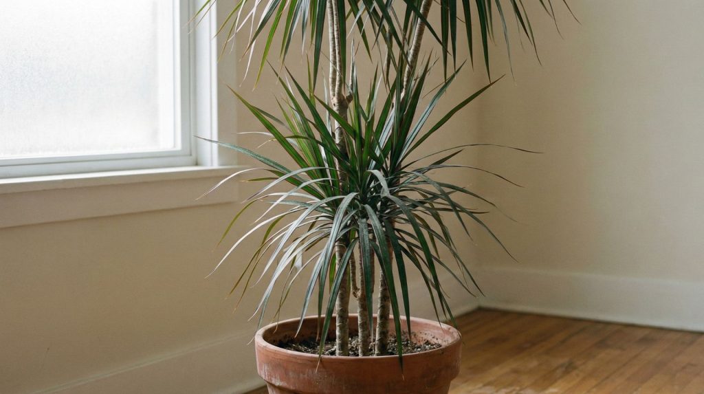 A close-up photograph of a tall Dracaena marginata in a terracotta pot.