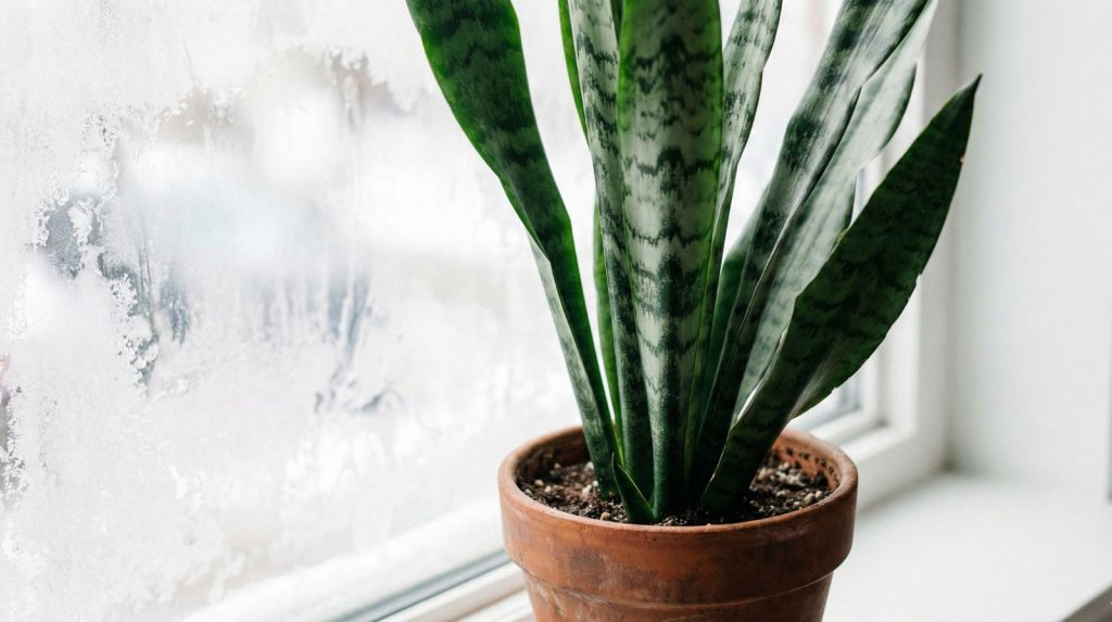 A close-up photograph of a tall snake plant.