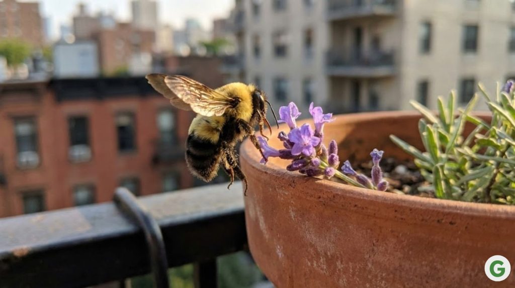 A single bumblebee hovering near purple lavender blooms in a terracotta container on a small urban balcony.