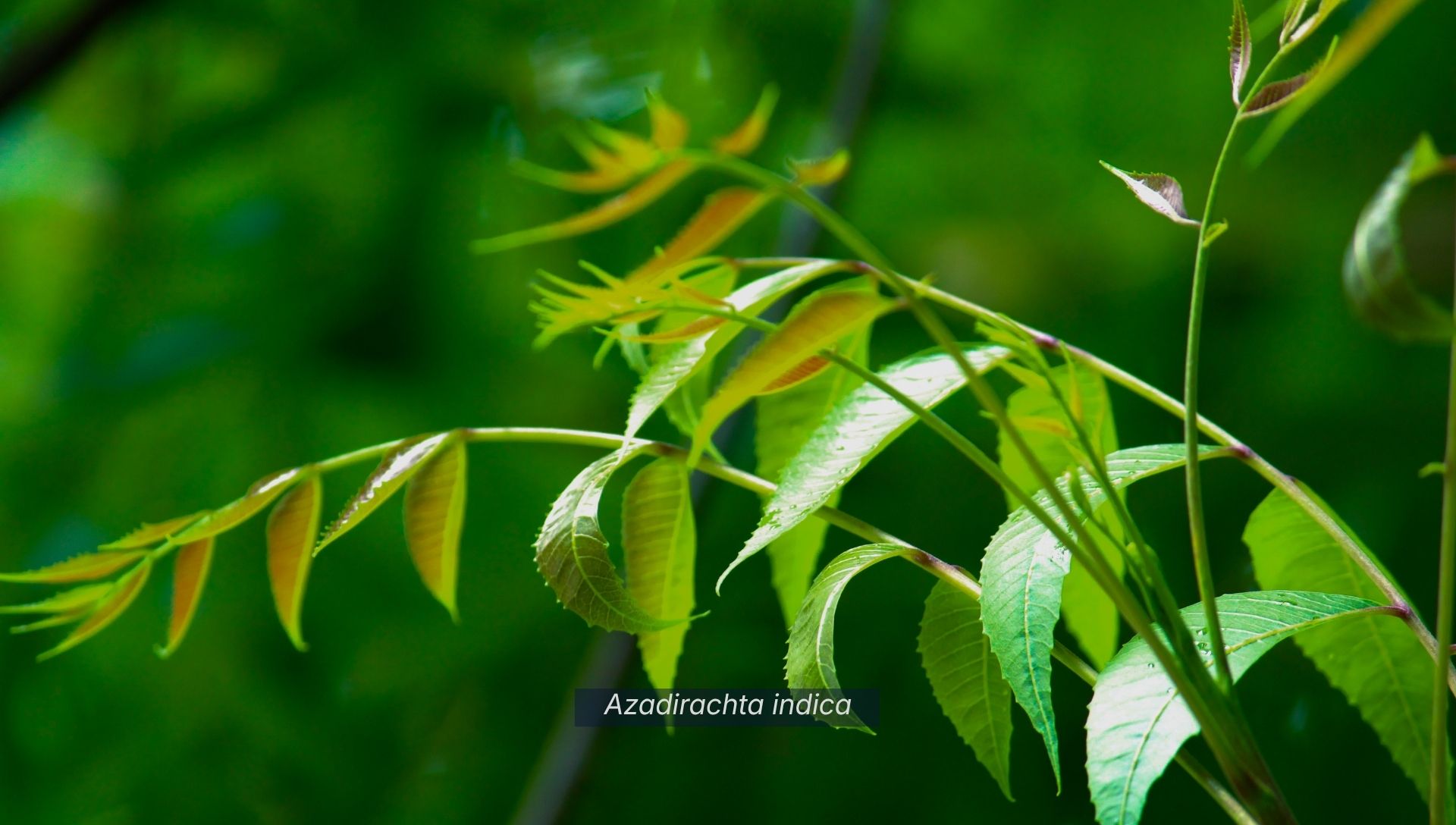 Close up neem leaves