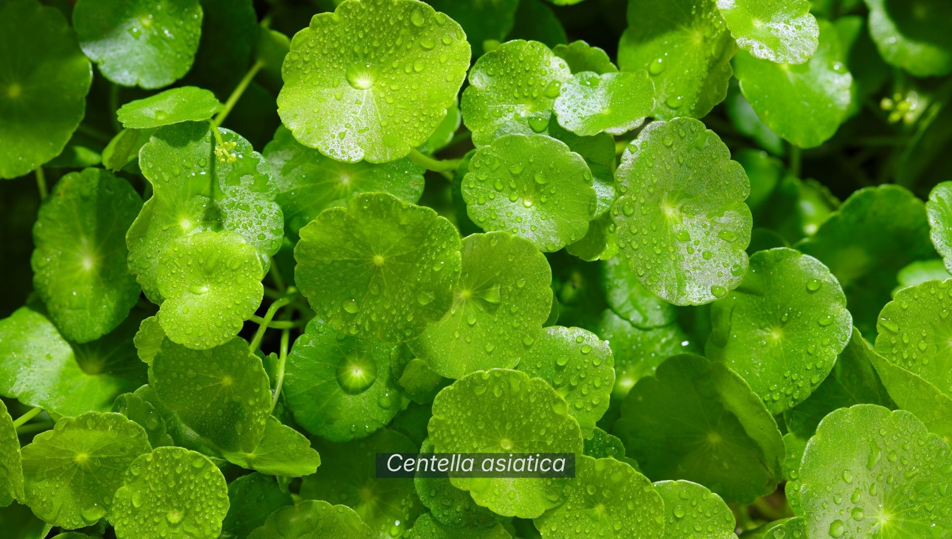 Close up Gotu kola leaves