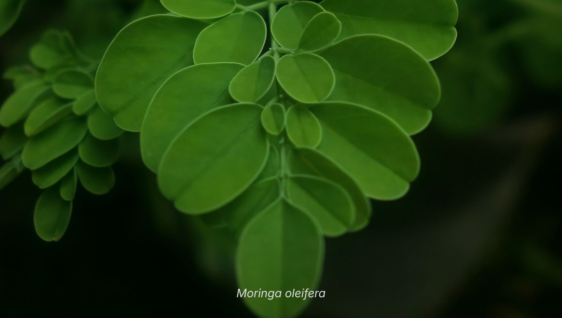 Close up moringa leaves