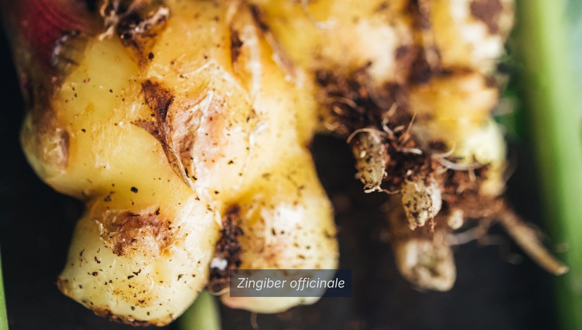 Close up ginger bulb